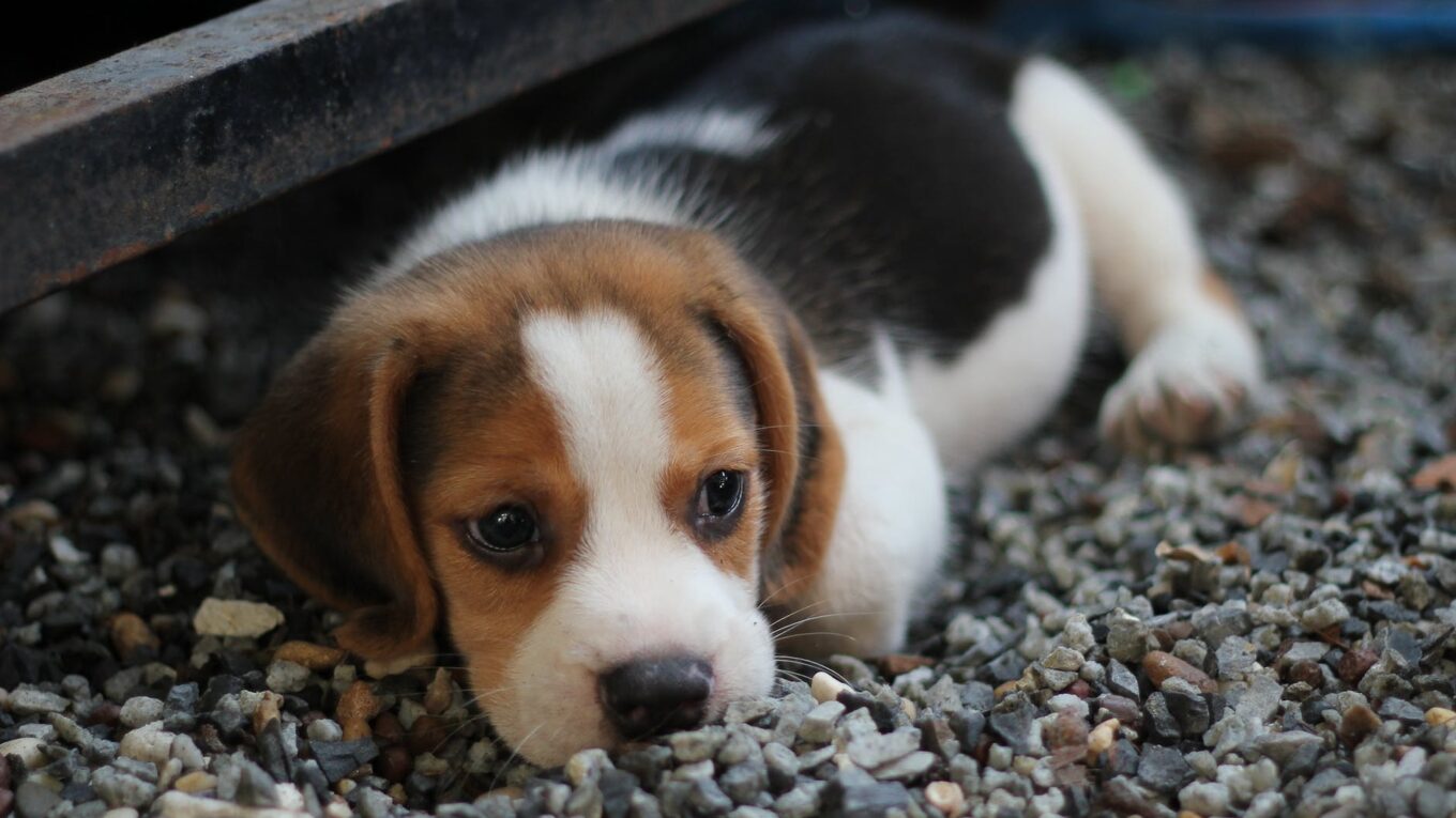 A Pup Really Could Be Your Entire Family's Best Friend